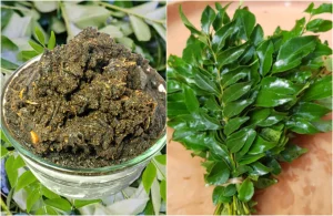 curry leaf pickle